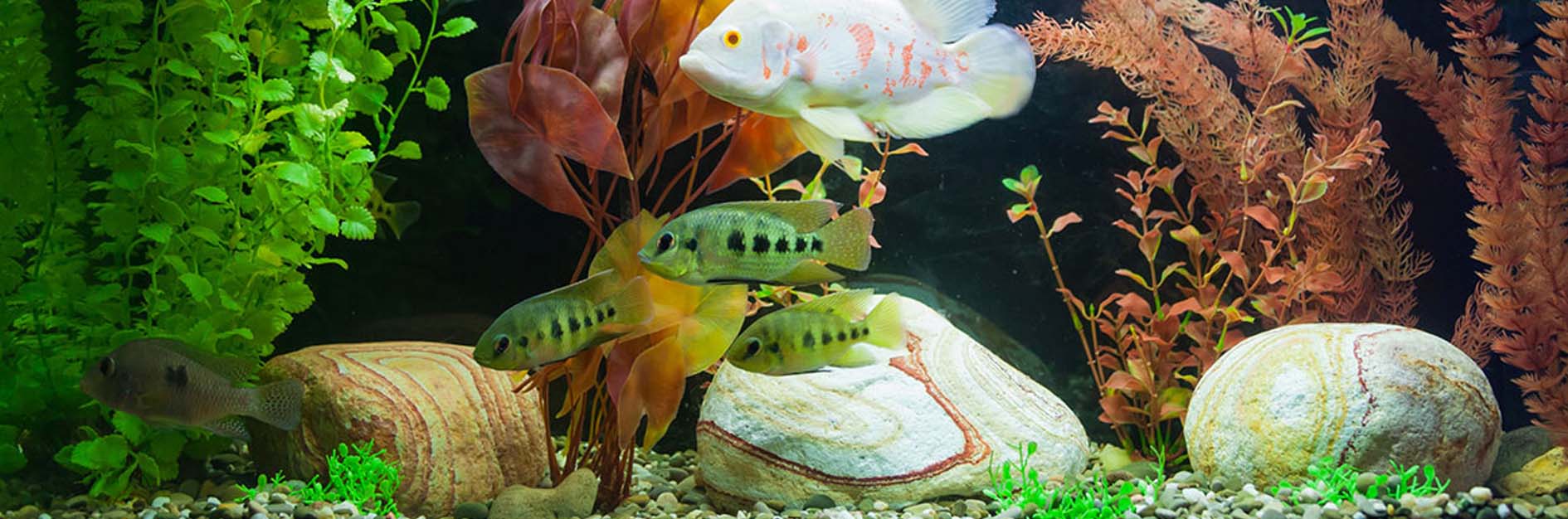Fishmart Aquarium
